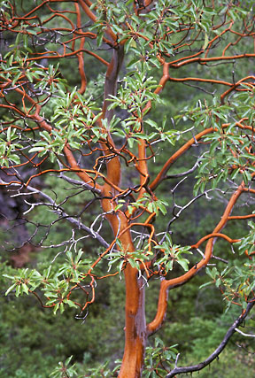 arbutus menziesii 4 graphic